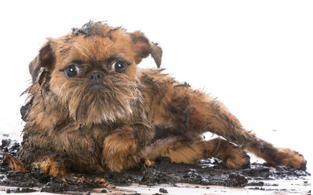 Brussels Griffon