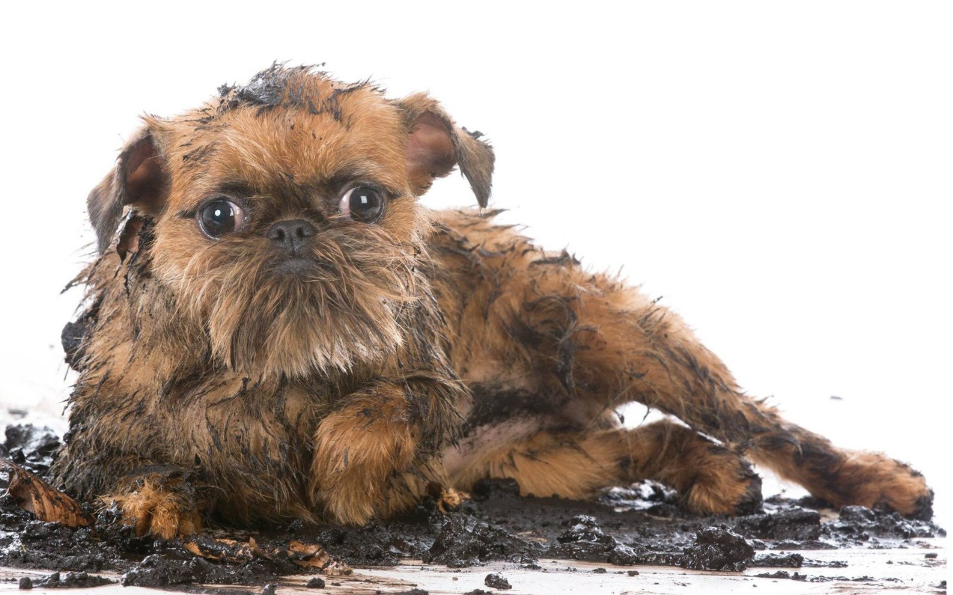 Top 10 Small Dog Breeds Under 10 Pounds Fully Grown 