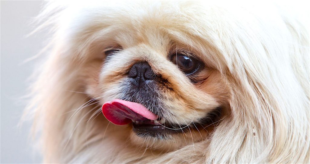 Pekingese