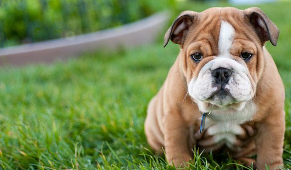 Top 10 Small Dog Breeds Under 10 Pounds Fully Grown