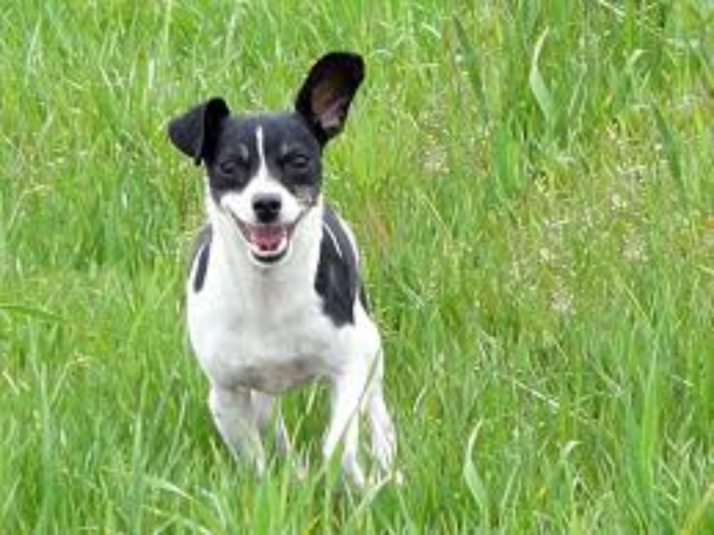 Toy Fox Terrier