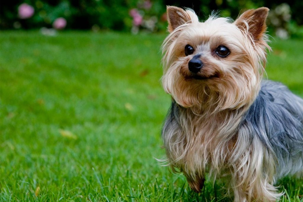 Yorkshire Terrier