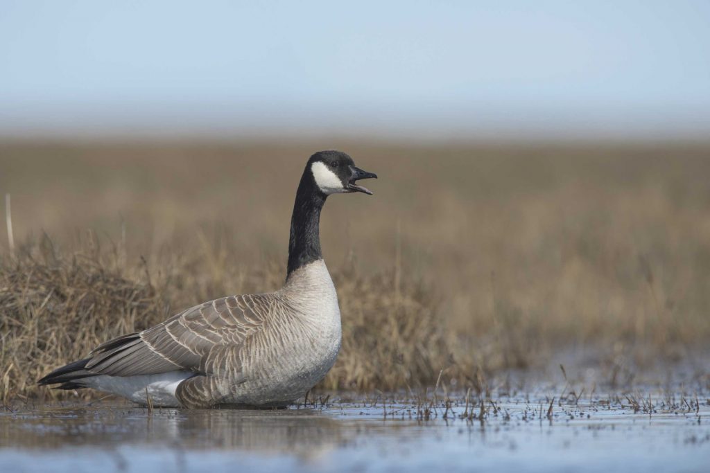 Creamers Field Migratory Waterfowl Refuge Fairbanks, Alaska