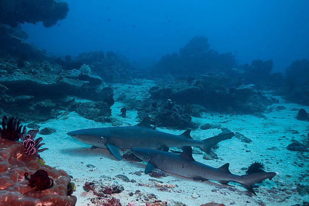 Get PADI Certified at Padang Bai