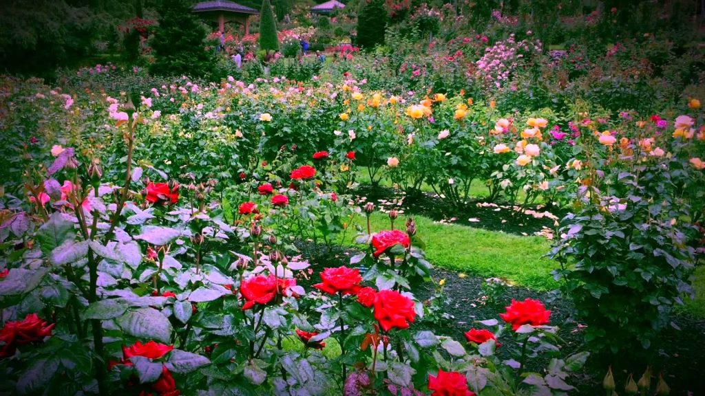 International Rose Test Garden Portland, Oregon
