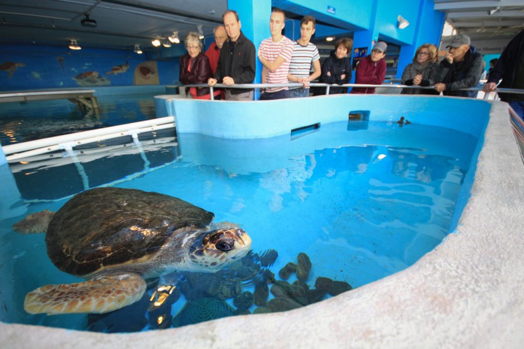 Mote Marine Laboratory & Aquarium Sarasota, Florida