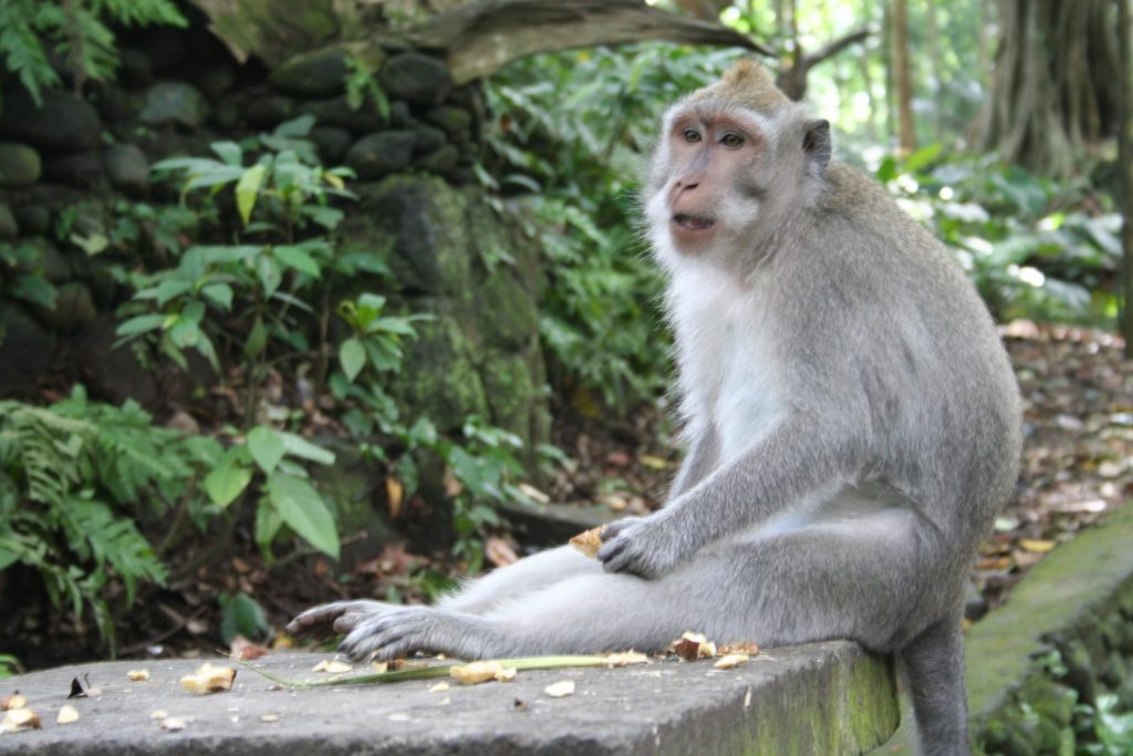 Play with Monkeys at the Monkey Forest Bali Indonesia