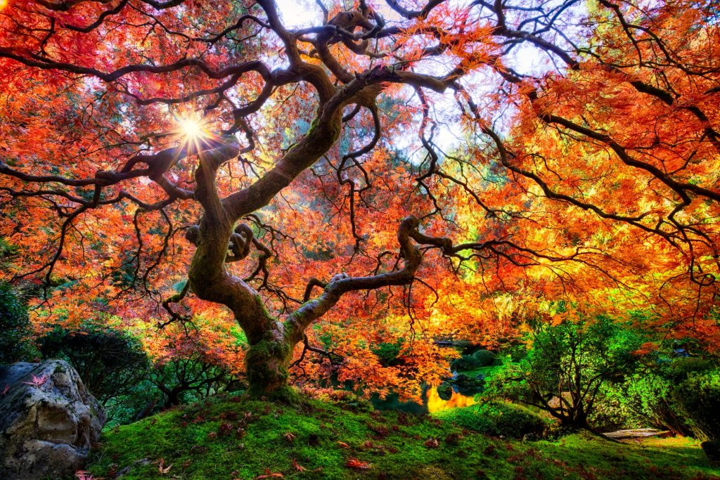 Portland Japanese Garden Portland, Oregon